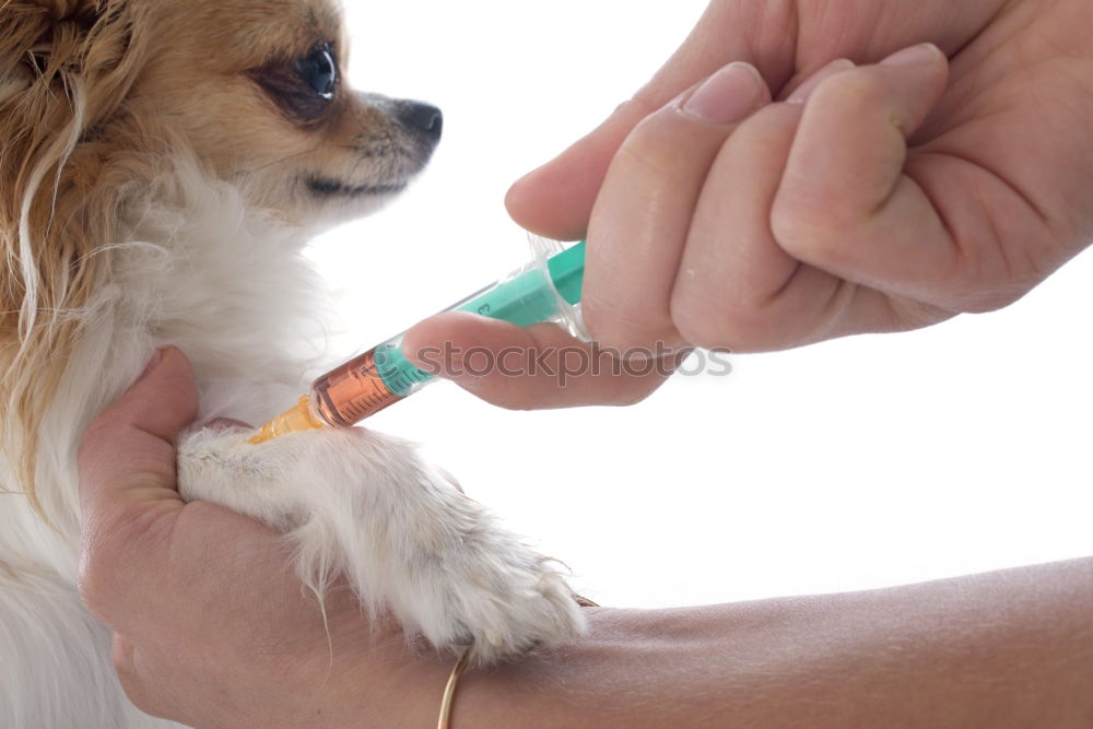 Similar – Hand with syringe and dog preparing for vaccine injection