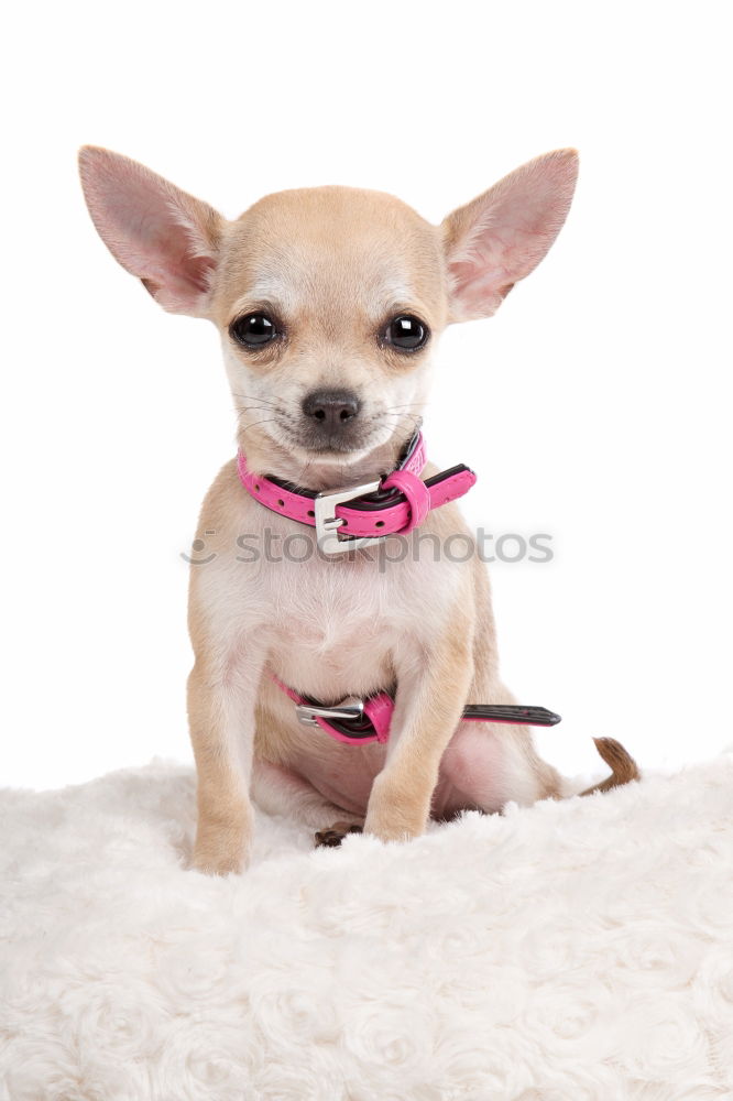 Similar – portrait of a cute dog sitting on bed with a red heart.