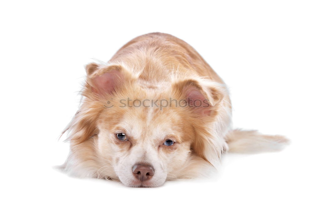 Similar – Image, Stock Photo portrait of a cute dog on bed