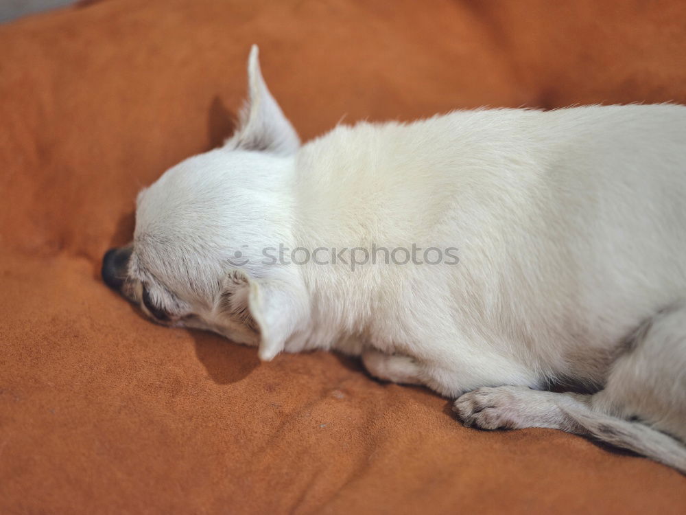 Similar – Sleeping Beauty Hund