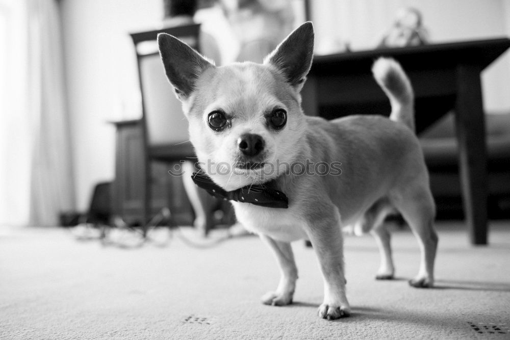 Similar – Boston Terrier Portrait