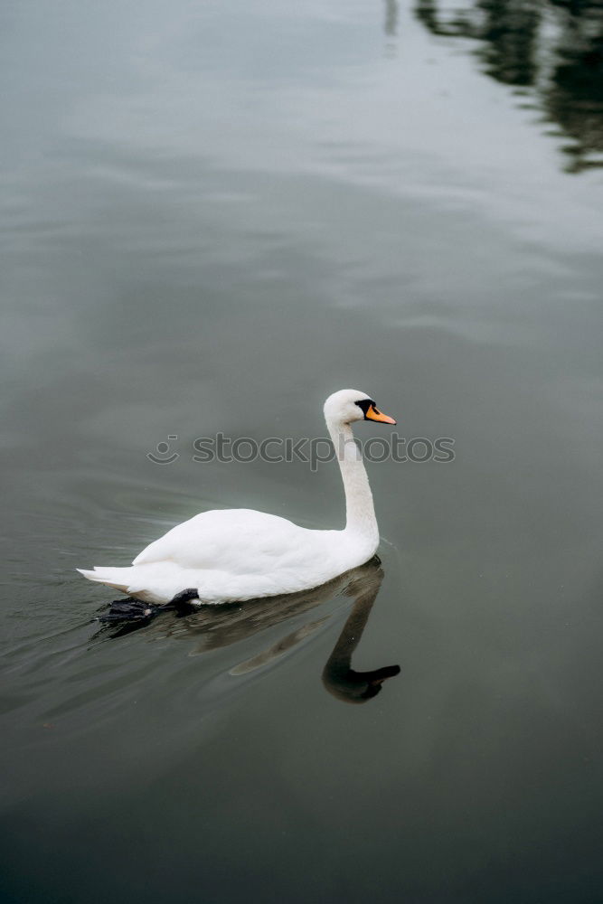 Similar – ::WEISS AUF BLAU:: Schwan