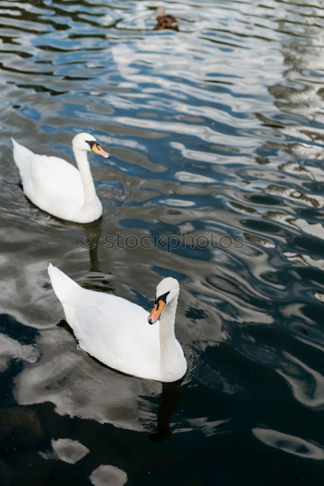 schwanensee Tier Wasser