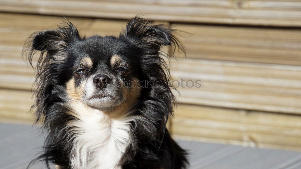 Similar – Border Collie Säugetier