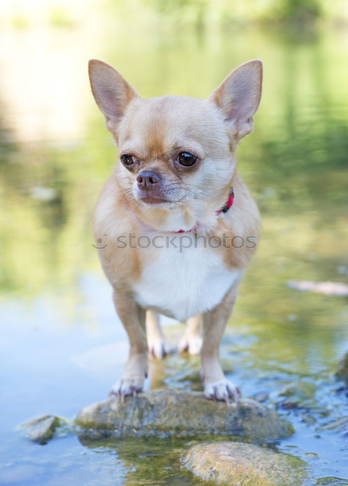 Image, Stock Photo dog Animal Pet Dog