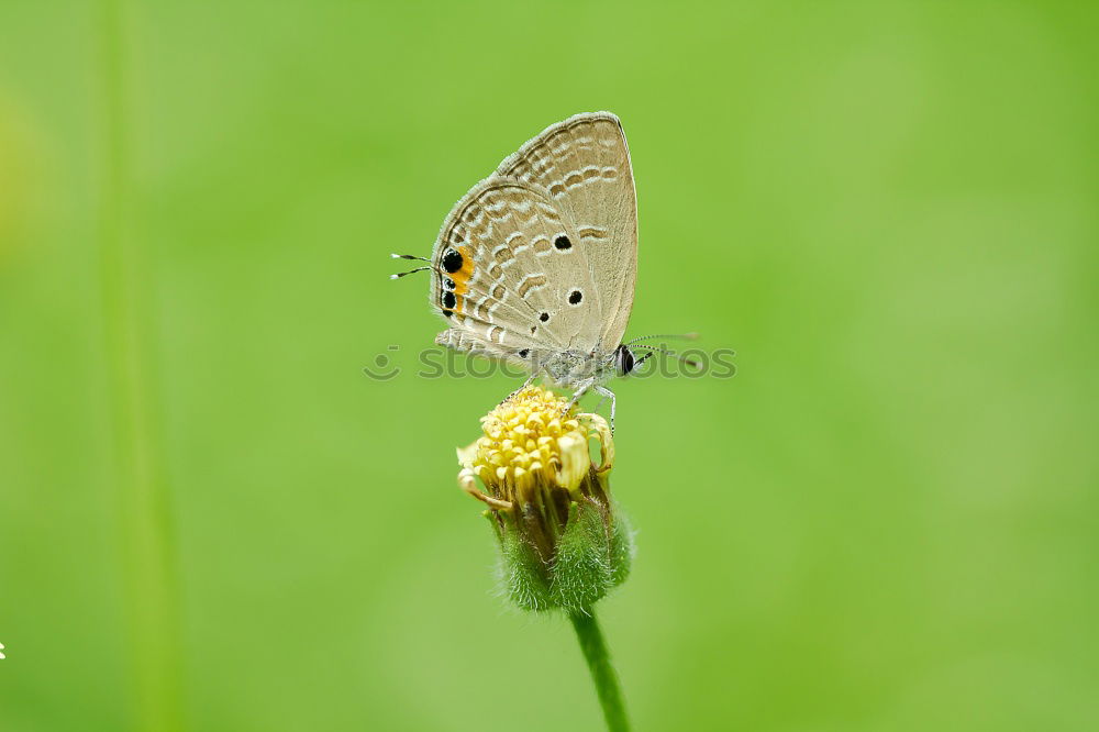 Brown forest bird on ribwort plantain