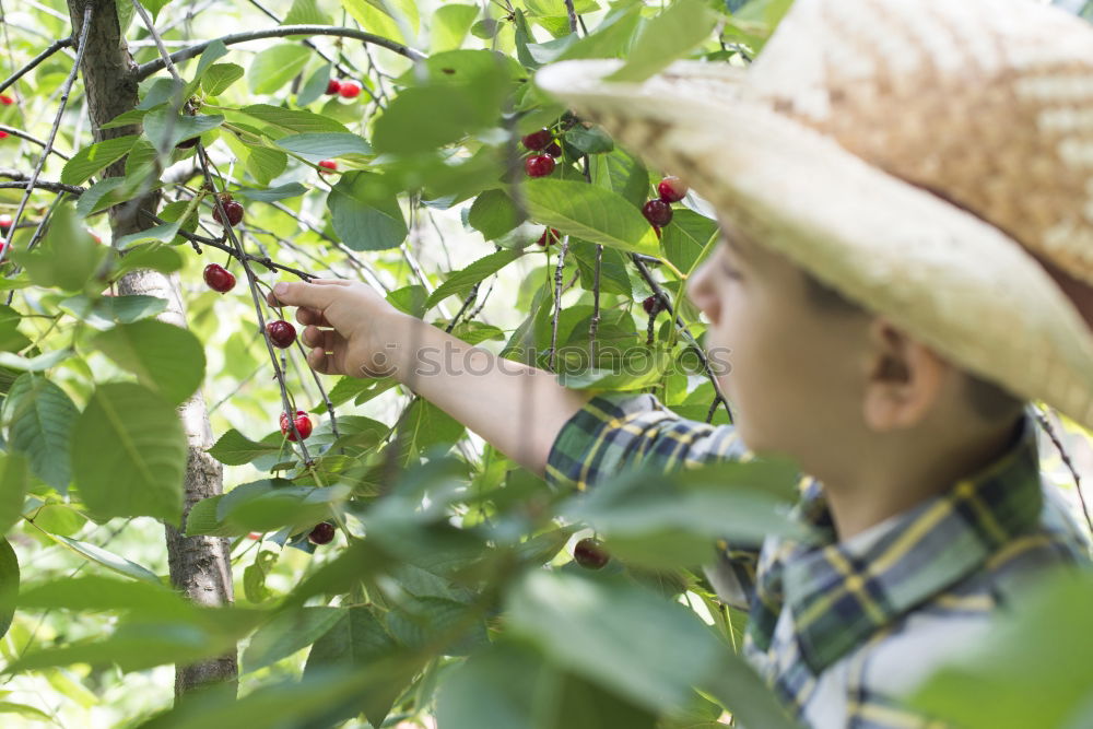 Similar – Image, Stock Photo Young man picking cherry berries from tree