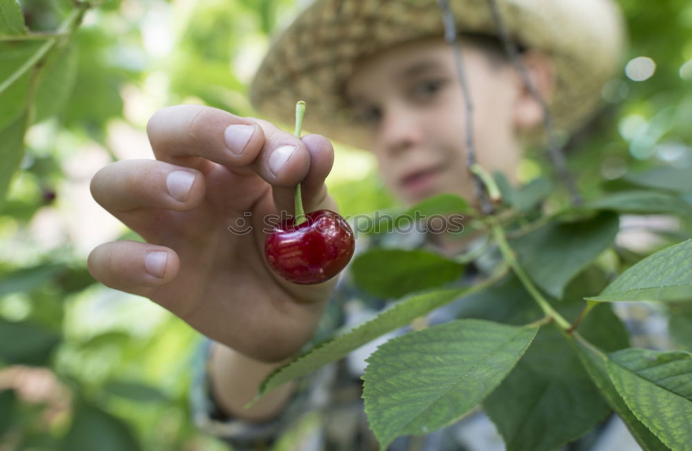 Similar – blackberry harvest Fruit