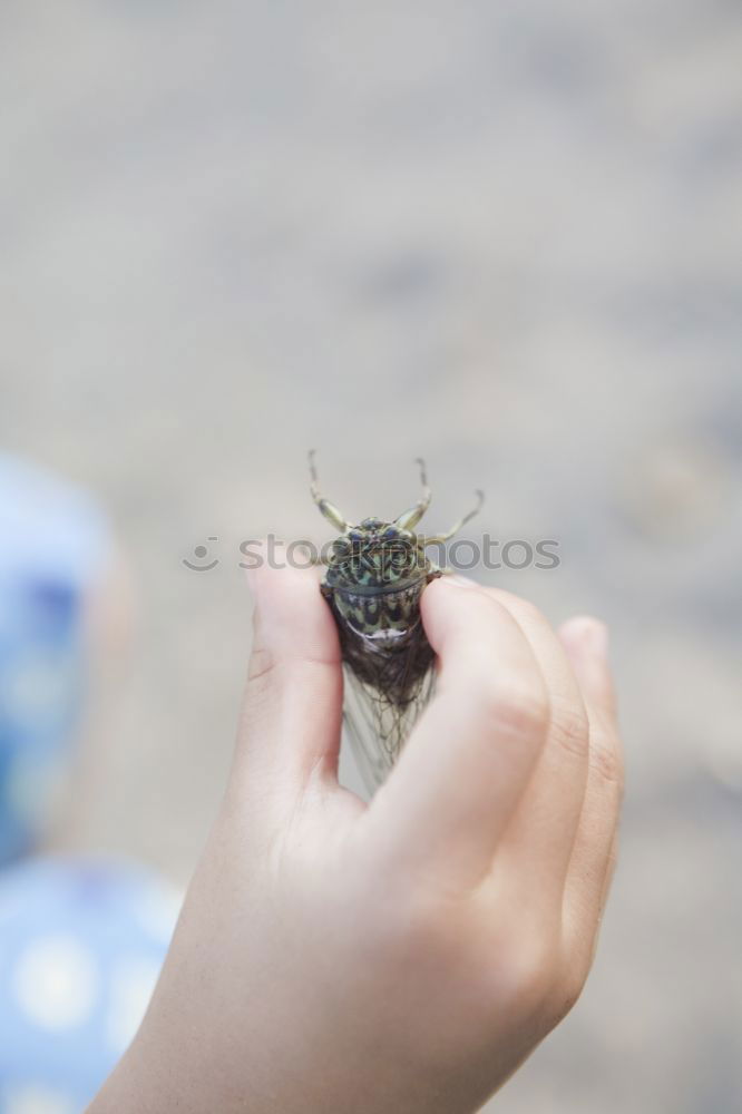 Similar – Image, Stock Photo Frog on the hand.