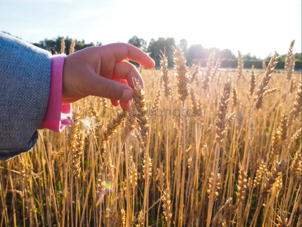 Similar – Image, Stock Photo Crop person walking in summer field