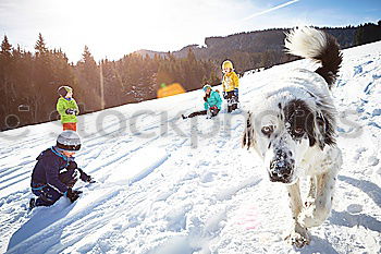 Similar – Image, Stock Photo Sleigh ride with huskies in Tromsö, Norway