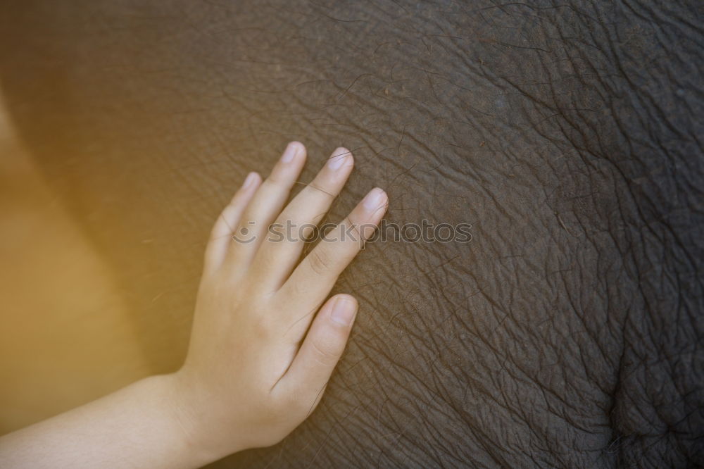 Similar – Image, Stock Photo Crop hands in a haystack