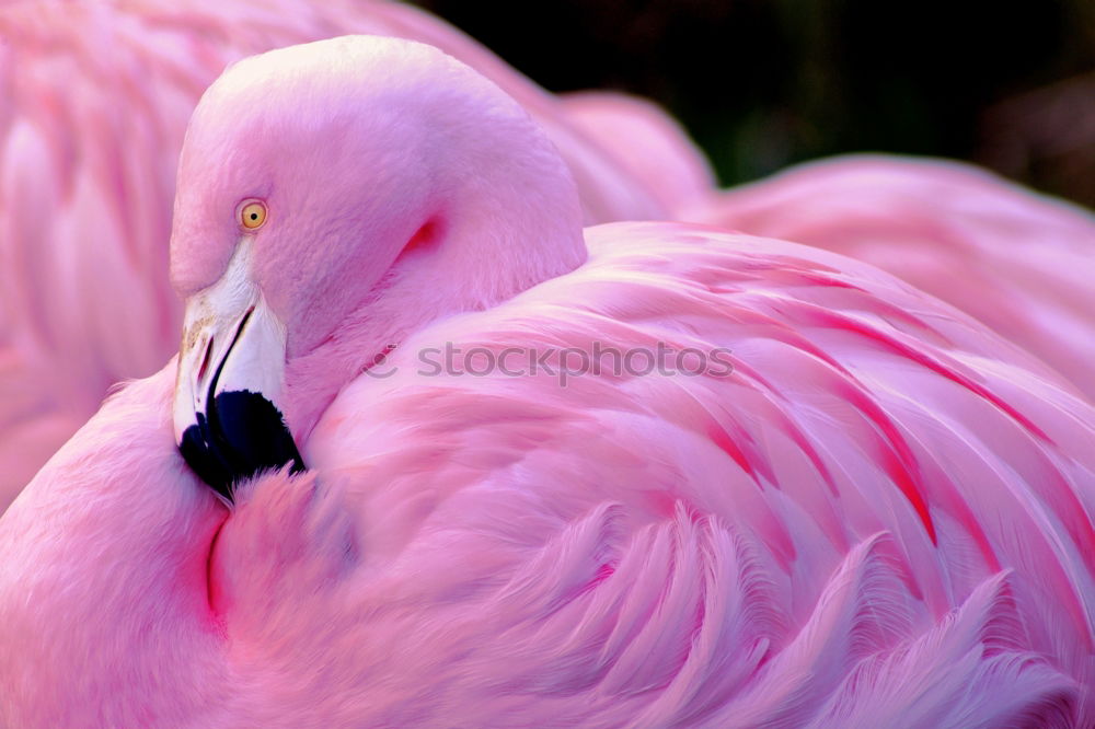 Similar – Chilean Flamingos Animal