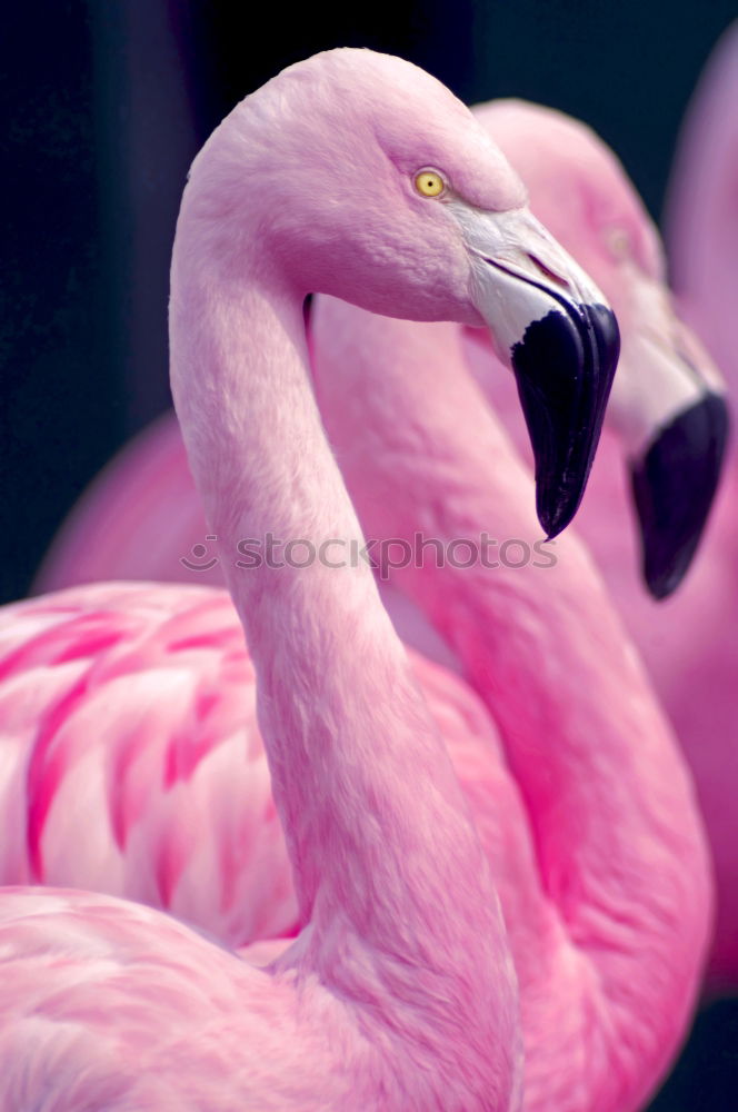 Similar – Chilean Flamingos Animal