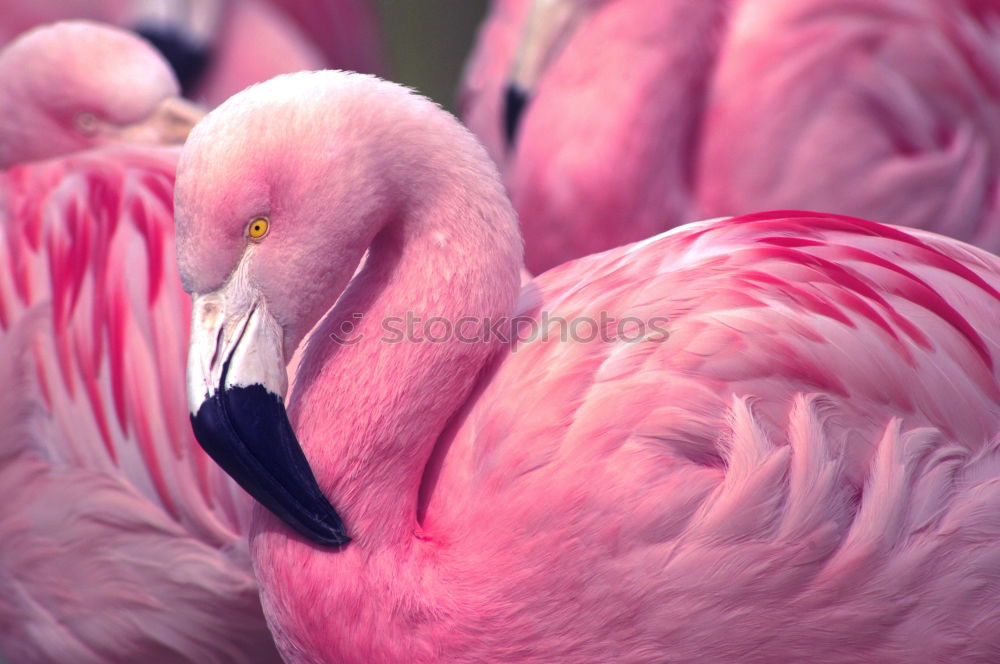 Similar – Chilean Flamingos Animal