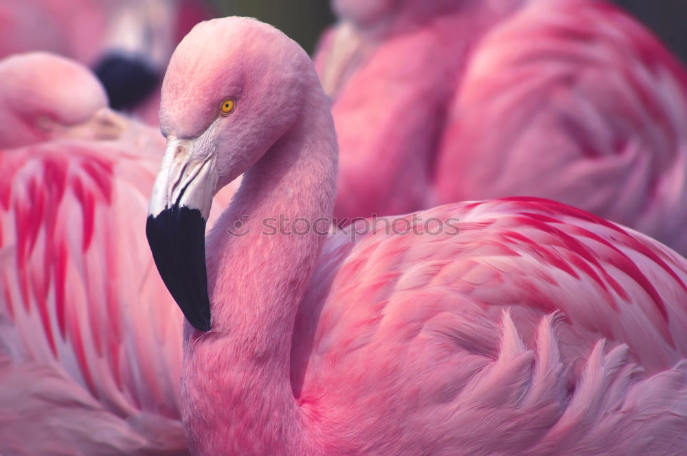 Chilean Flamingos Animal