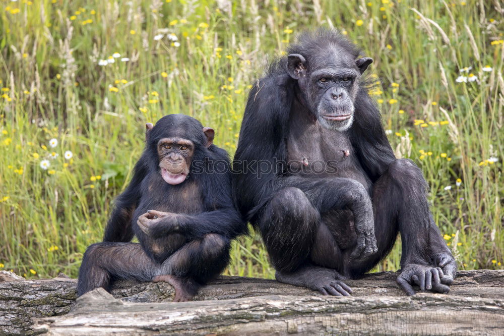 Similar – Ape Tier Affen Schimpansen