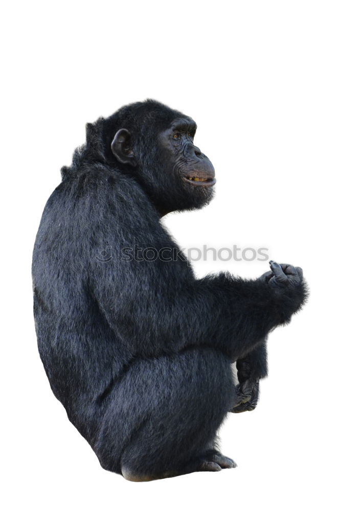 Similar – Portrait of a woman with monkey mask