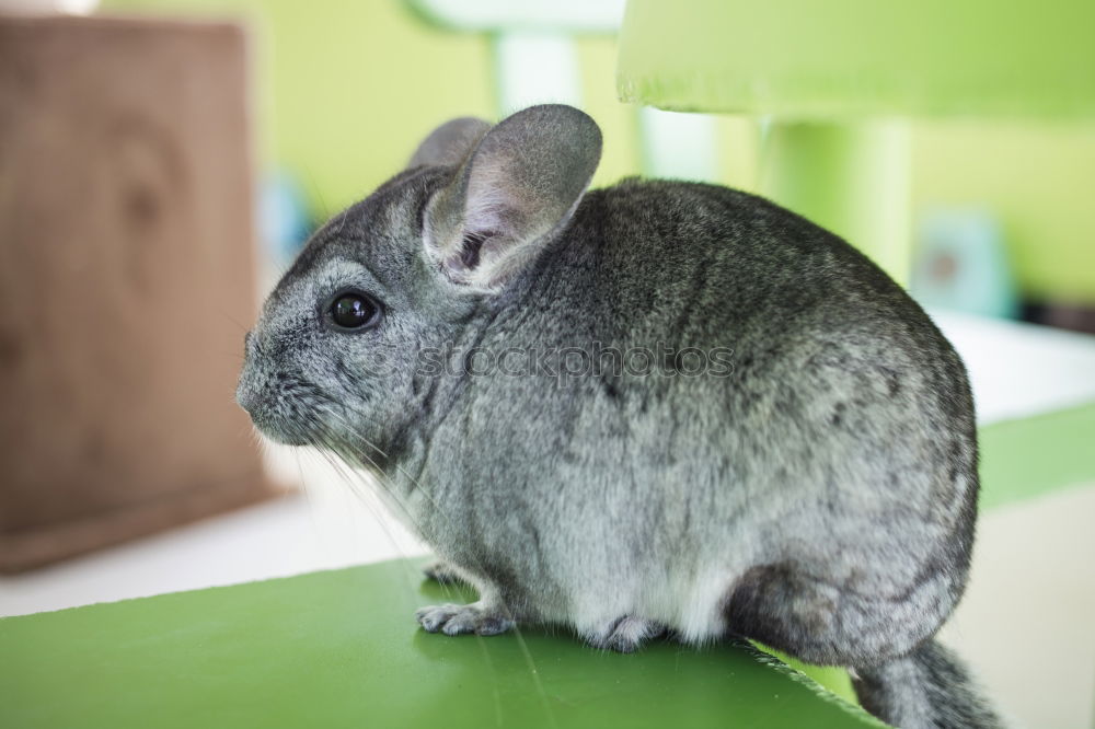 Similar – Image, Stock Photo occupant Water Pet Pelt