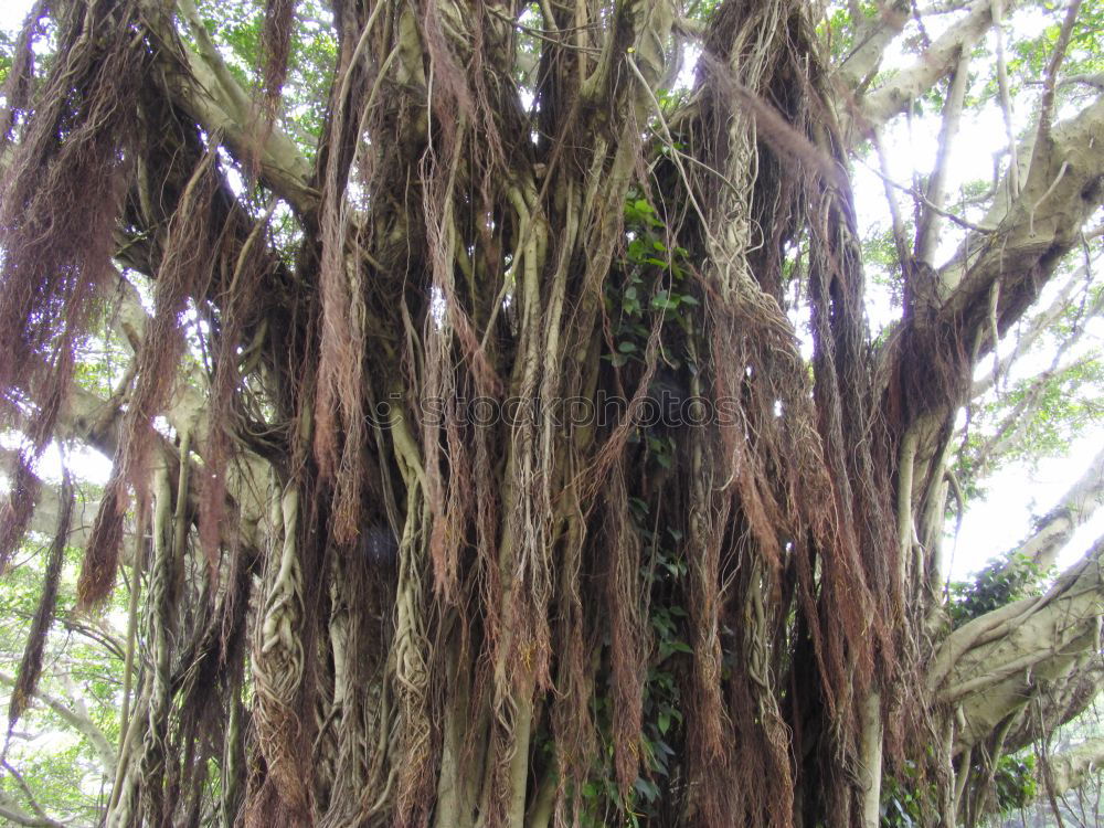 Similar – Australia Tree Growth