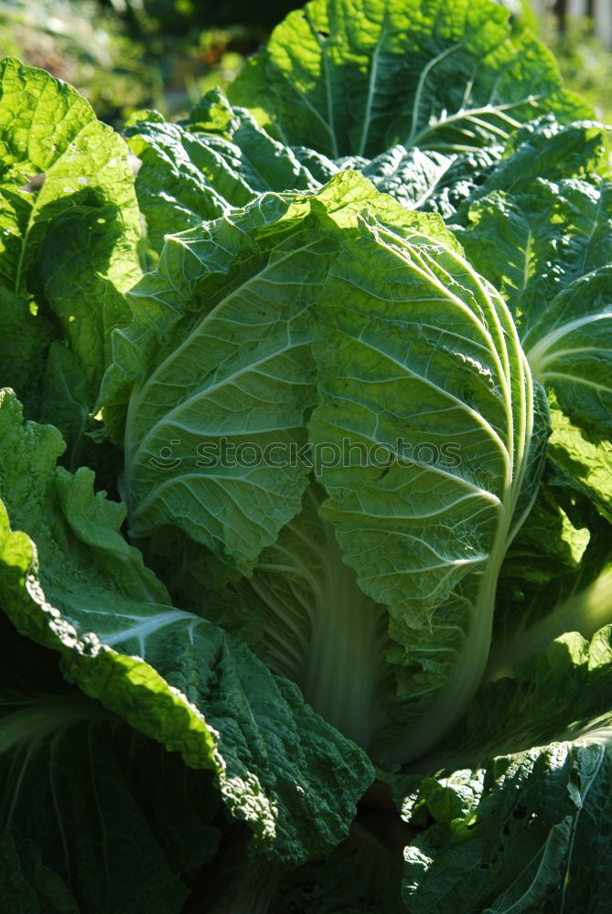 Similar – Image, Stock Photo savoy cabbage Food