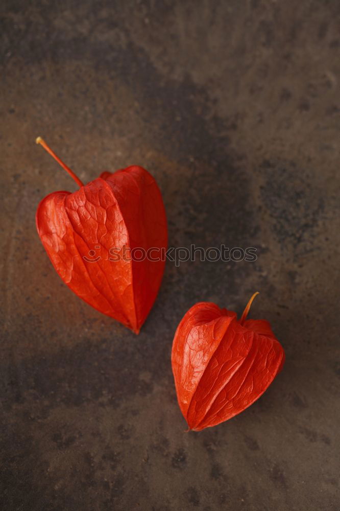 Similar – Image, Stock Photo in the middle of autumn