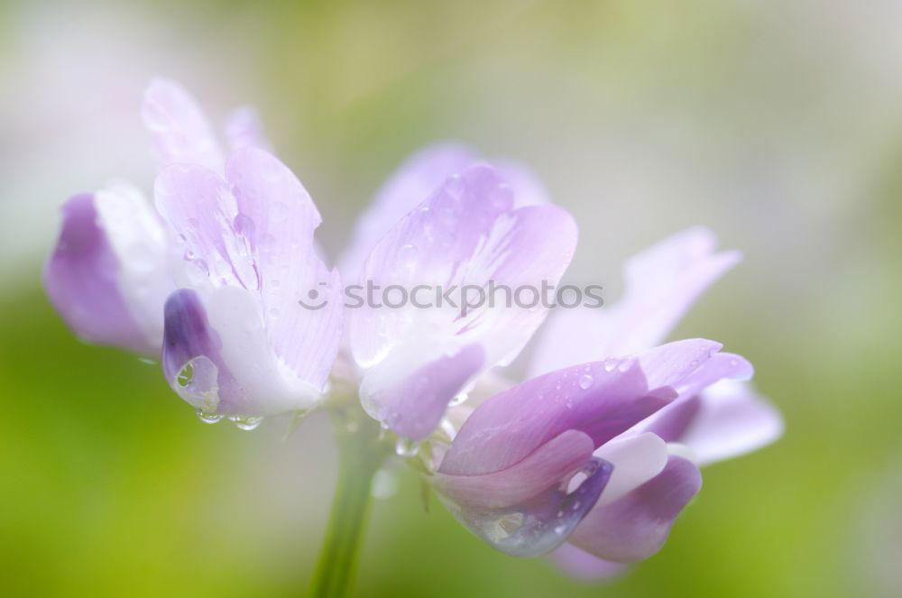 Similar – Foto Bild Kleeblüte Umwelt Natur