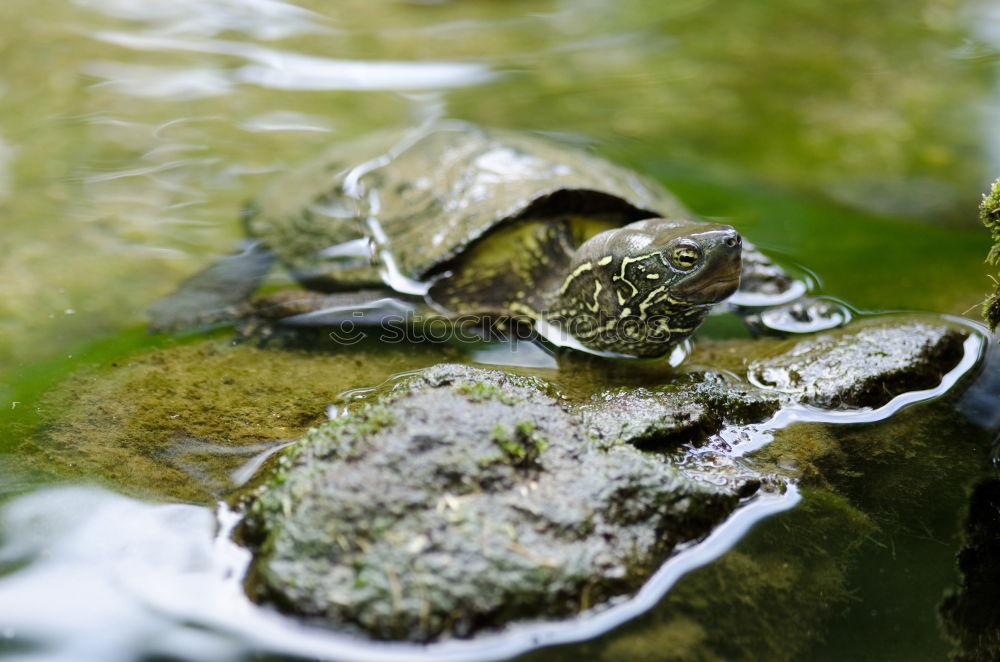 Similar – Quack! Lake Pond