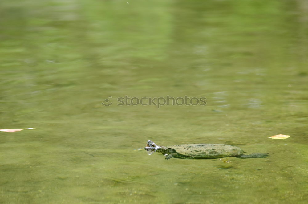 Similar – Image, Stock Photo wanderlust Turtle