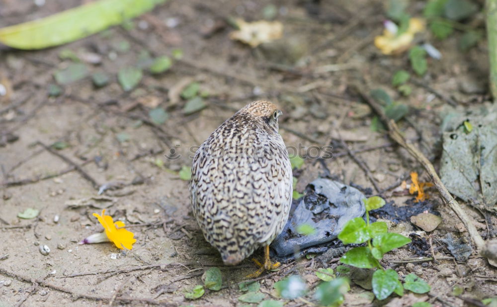 Similar – A ??? stands in the woods