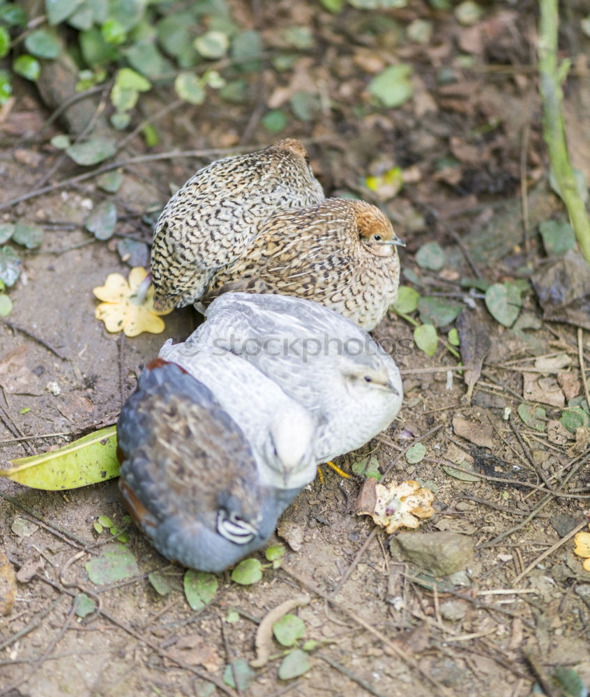 Similar – Image, Stock Photo Stachliges Unterfangen II