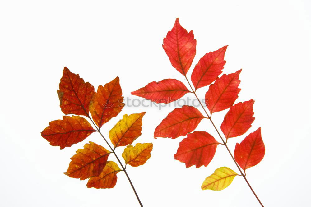 Similar – Four laminated sheets Leaf