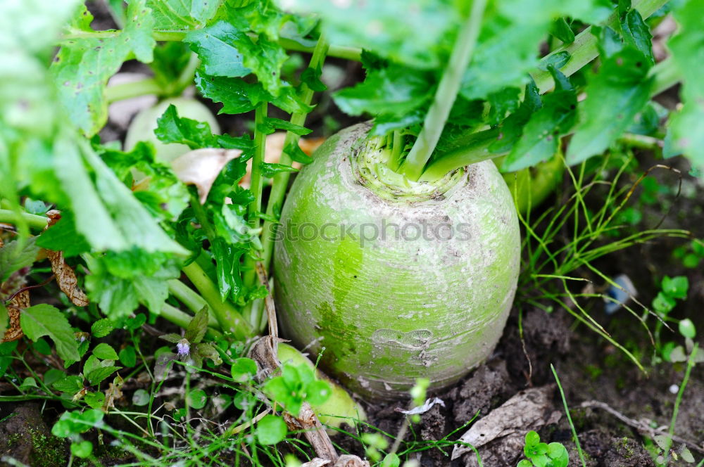 Similar – Image, Stock Photo Kohlrabi Pflanze Nahrung