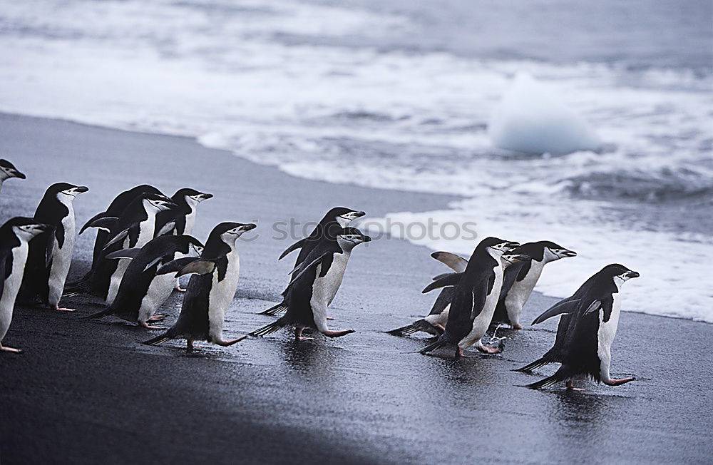 Similar – Penguin near the sea Coast