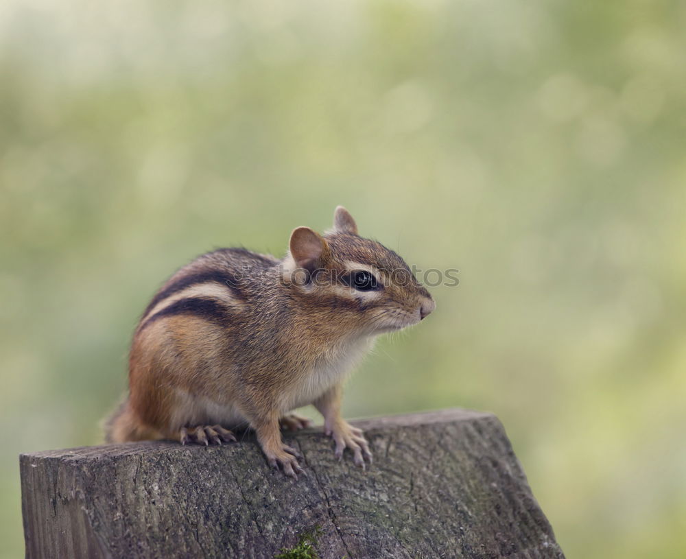 Similar – Image, Stock Photo mouse Animal Dead animal