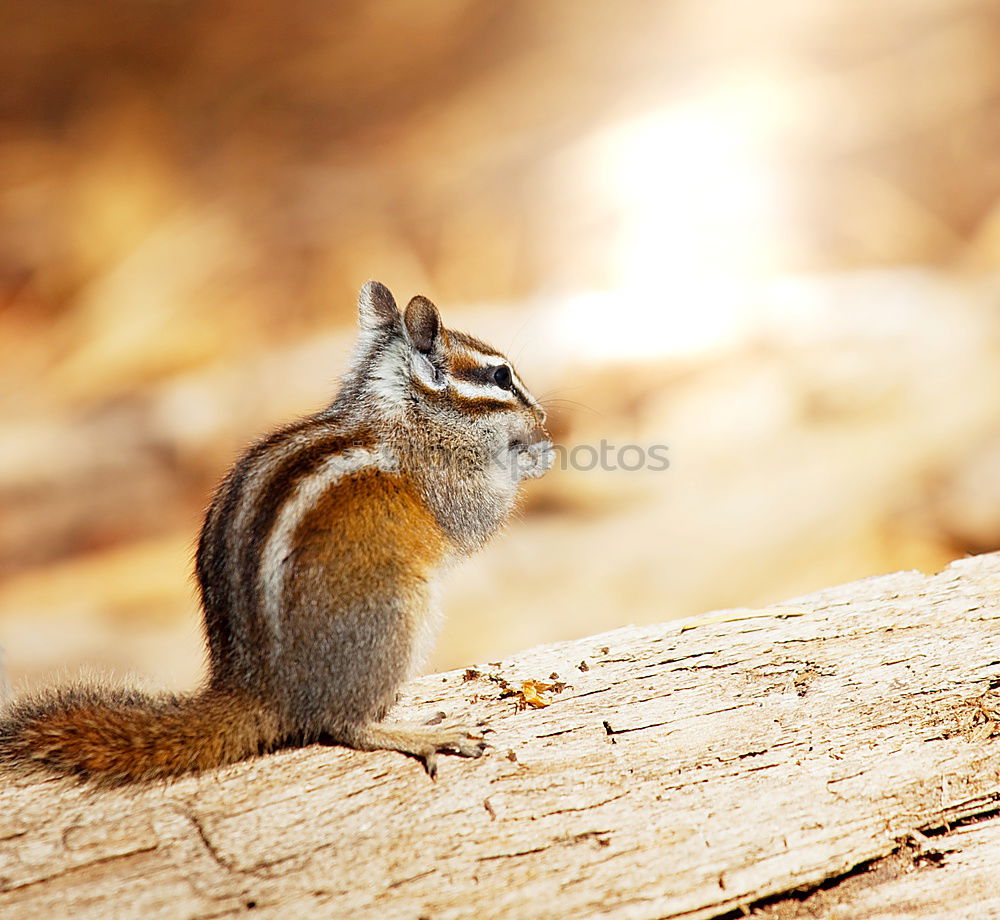 Similar – Image, Stock Photo Chipmunk Beautiful