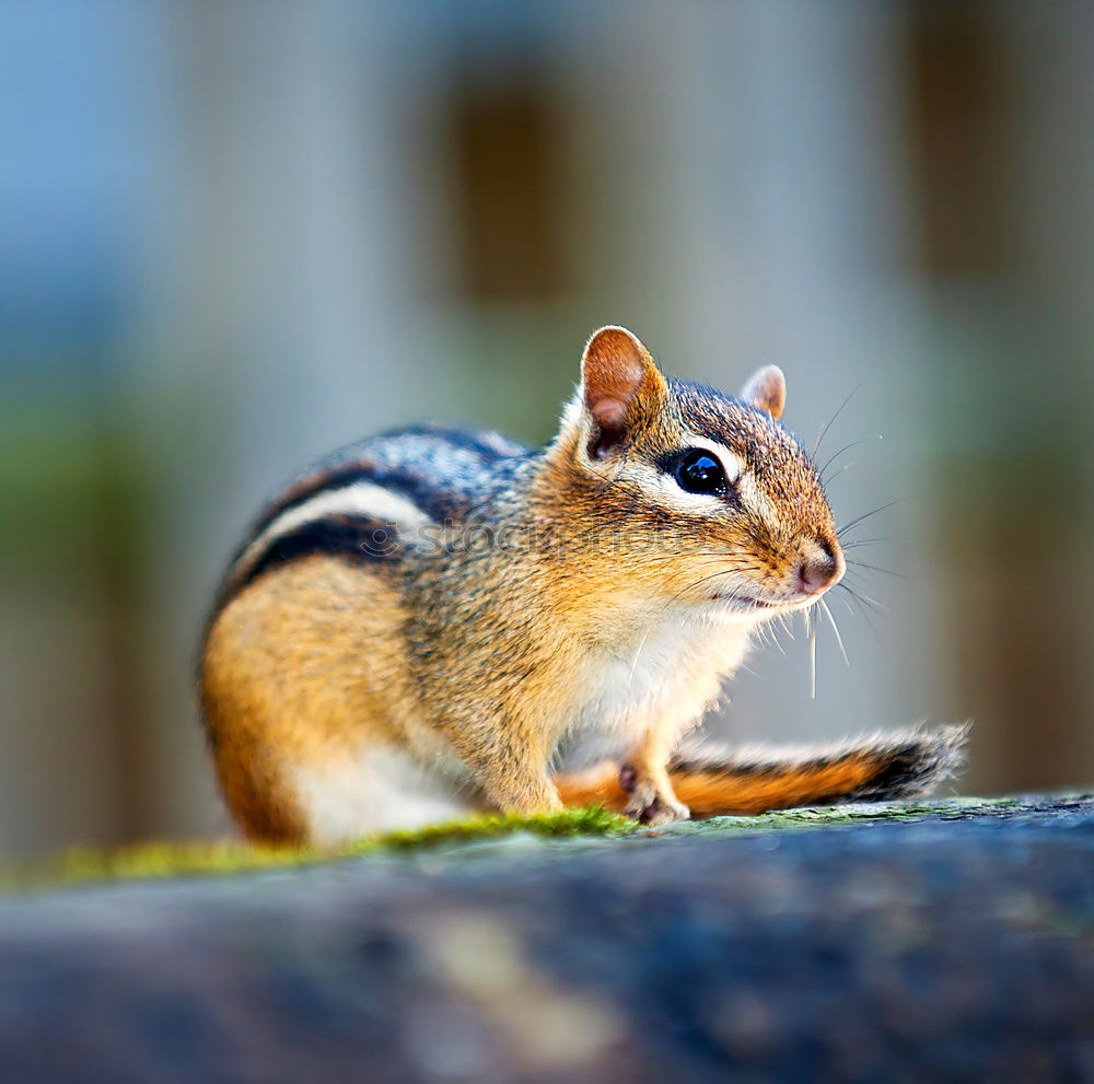 Image, Stock Photo mouse Animal Dead animal