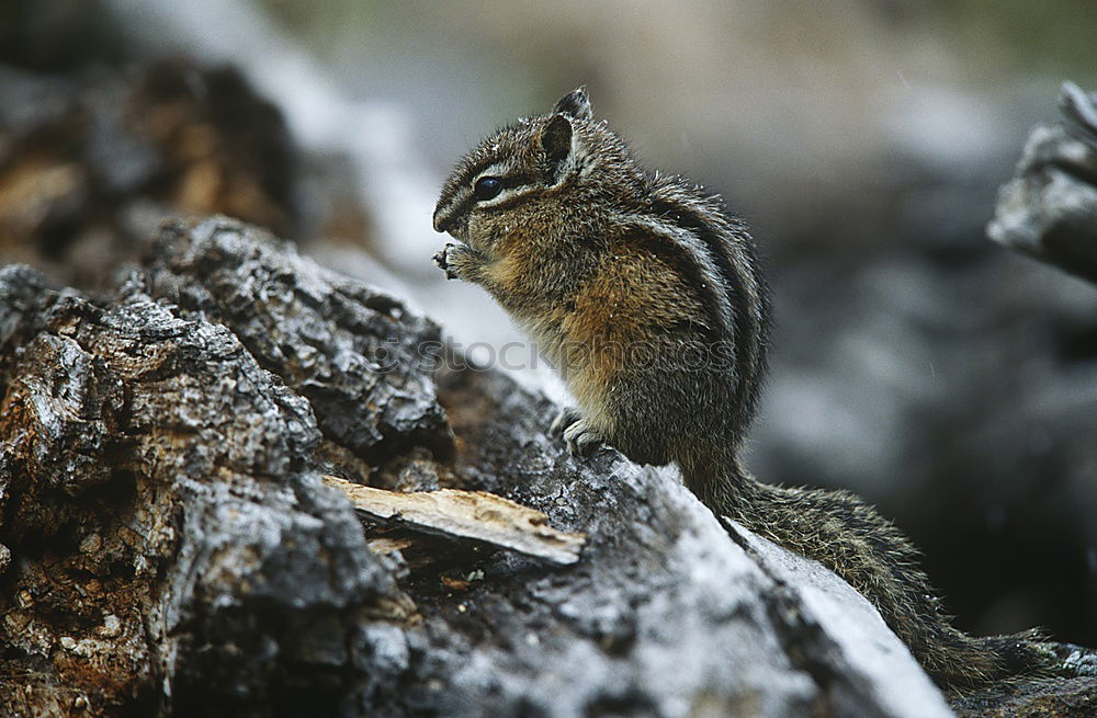 Similar – squirrel Squirrel