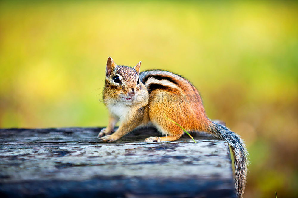 Similar – Image, Stock Photo cute squirrel in the park