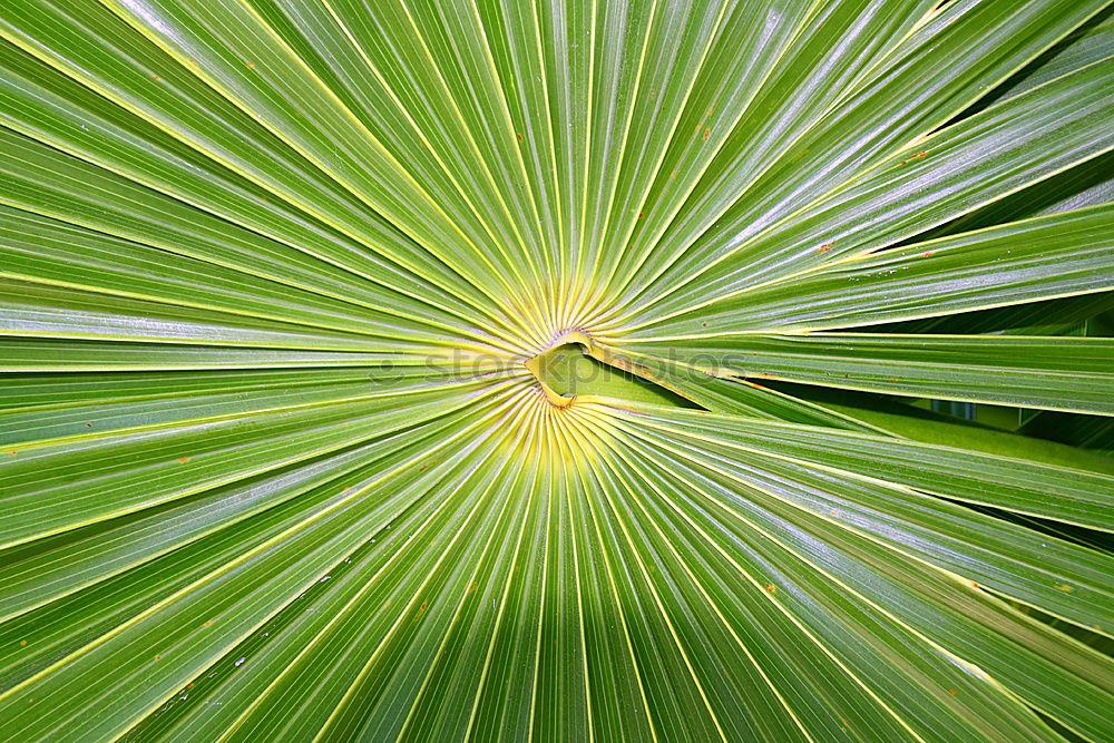 Similar – Foto Bild im botanischen garten