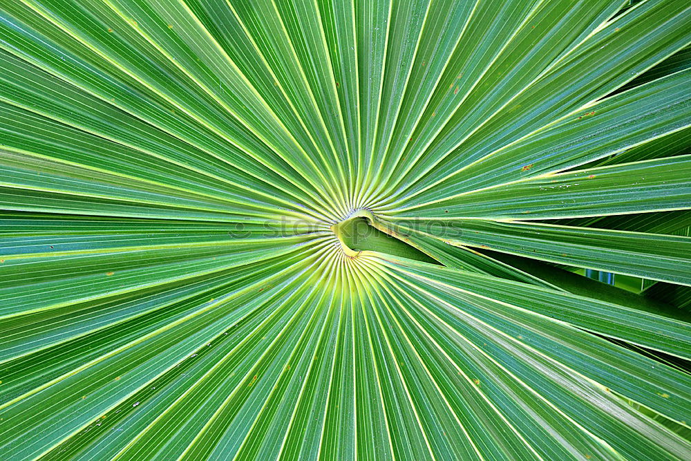 Similar – Image, Stock Photo green and light Plant