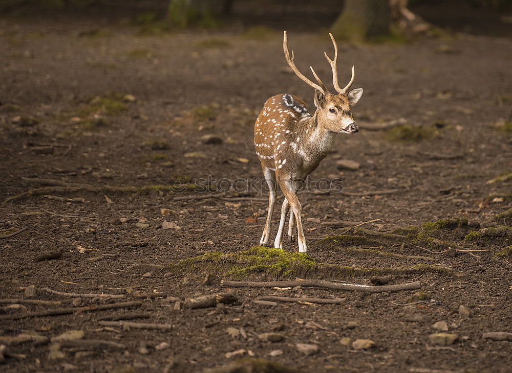 Similar – Thomson gazelles grazing