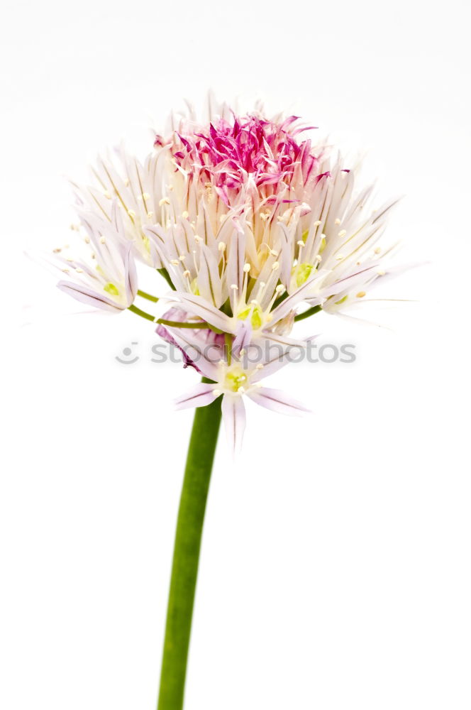 Similar – Image, Stock Photo Allium isolated on white background