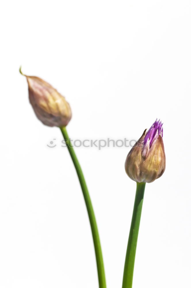 Similar – Flower of a star-shaped umbel in pink and green against a white background