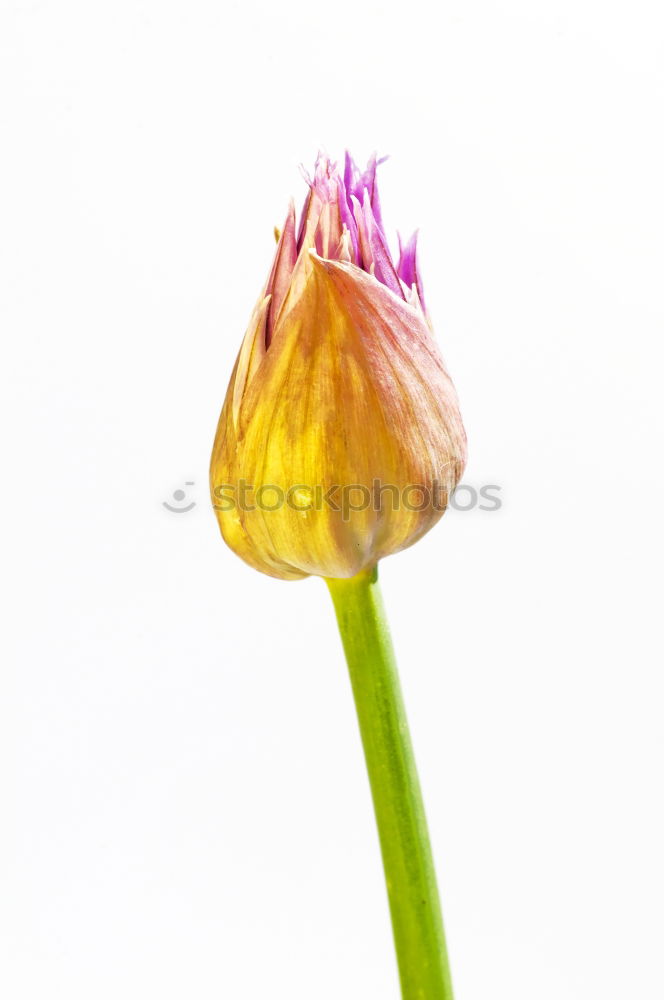 Flower of a star-shaped umbel in pink and green against a white background