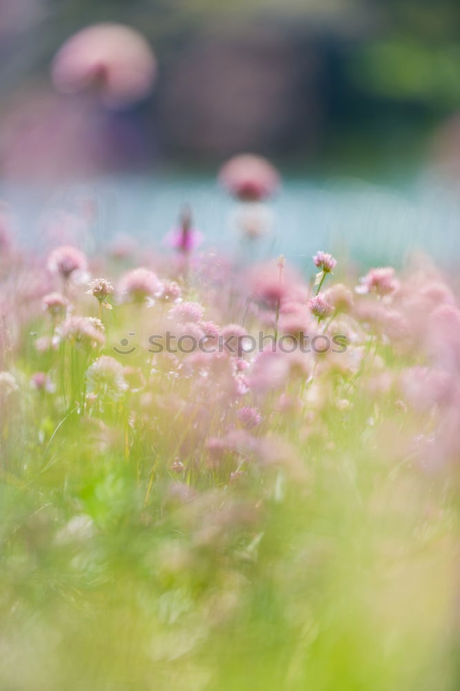 Similar – Image, Stock Photo snow flowers Nature Plant