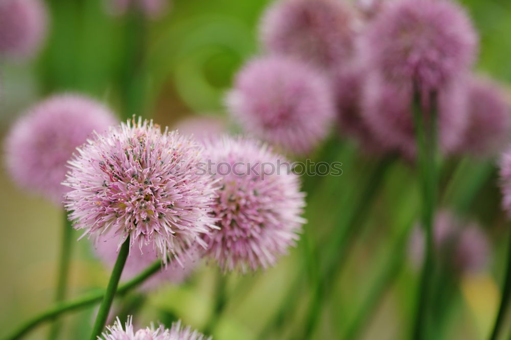 Image, Stock Photo Chives Vegetable Club moss