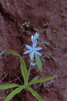 Similar – FORGET-ME-NOT Colour photo