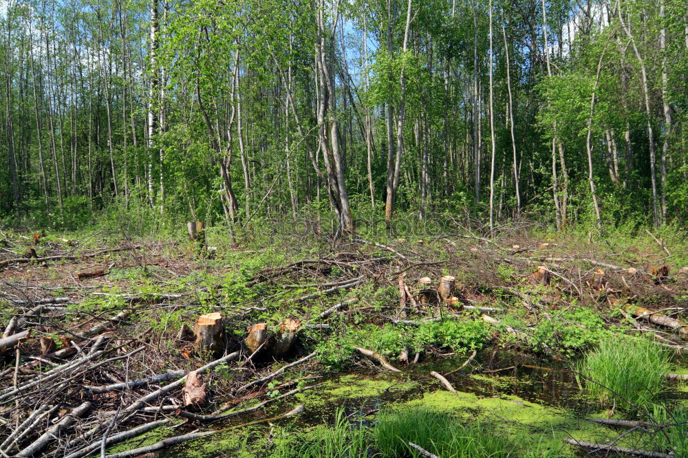 Similar – bog tree Tree Bog Marsh