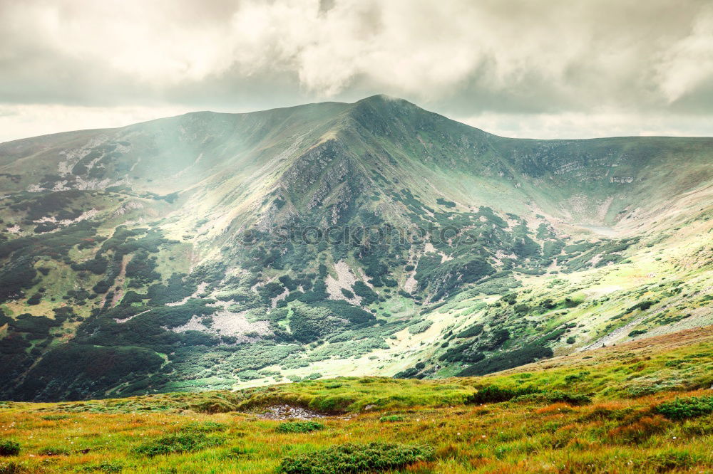 Similar – Image, Stock Photo Passover sheepant Nature